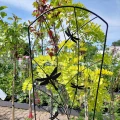 Podpora ogrodowa kratka metalowa do roślin ważki 142 x 30 cm czarna 5905481379414 - Sklep Mrówka - EREM - eremsklep.pl