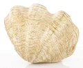 Figurka dekoracyjna muszla 6 x 21 x 15 cm 5902663414000 - Sklep Mrówka - EREM - eremsklep.pl