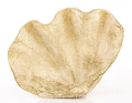 Figurka dekoracyjna muszla 6 x 21 x 15 cm 5902663414000 - Sklep Mrówka - EREM - eremsklep.pl