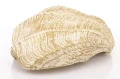 Figurka dekoracyjna muszla 6 x 21 x 15 cm 5902663414000 - Sklep Mrówka - EREM - eremsklep.pl
