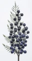 galazka-swiateczna-jalowiec-z-jagodami-36-x-12-x-3-cm - Sklep Mrówka - EREM - eremsklep.pl