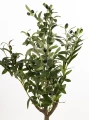 Drzewko dekoracyjne Oliwne 97 cm 5902663761111 - Sklep Mrówka - EREM - eremsklep.pl