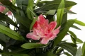 Roślina dekoracyjna Oleander 95 x 65 x 65 cm 5902663843374 - Sklep Mrówka - EREM - eremsklep.pl